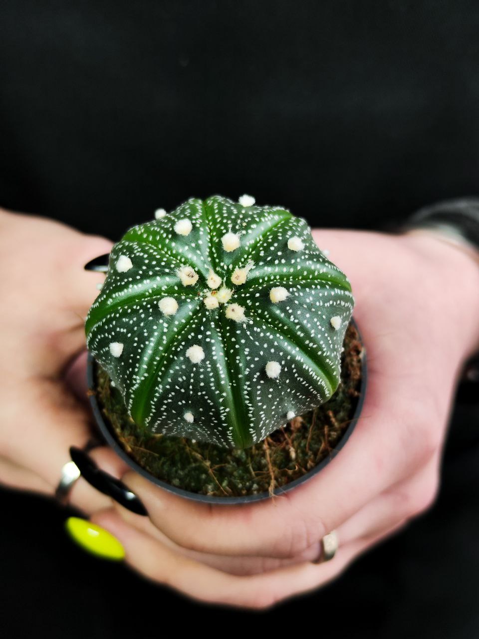 Астрофитум Звёздчатый, или Астрофитум Астериас (Astrophytum Asterias) D5см
