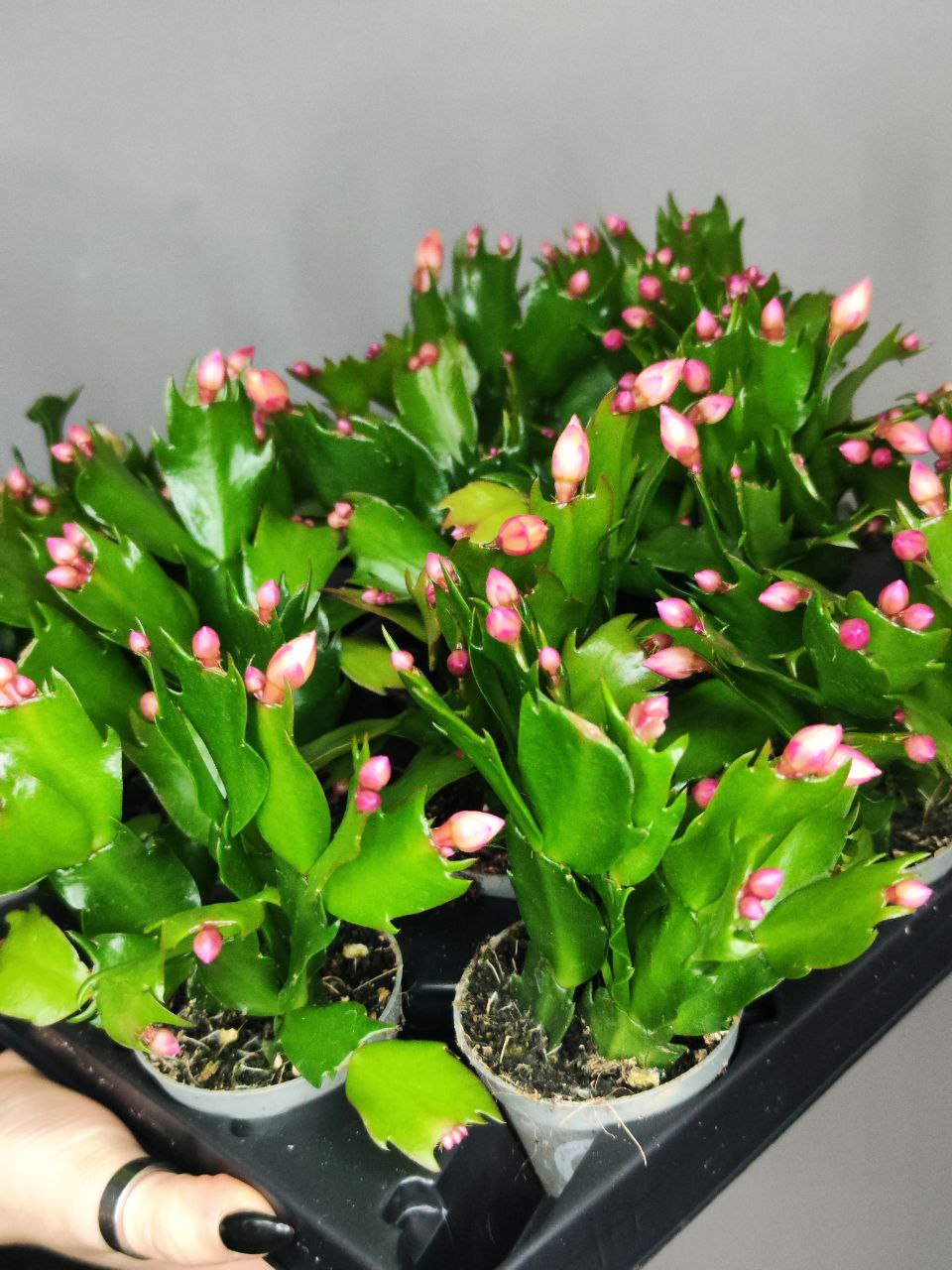 Декабрист Желтый, или Шлюмбергера (Schlumbergera Tendenza Yellow) D6см