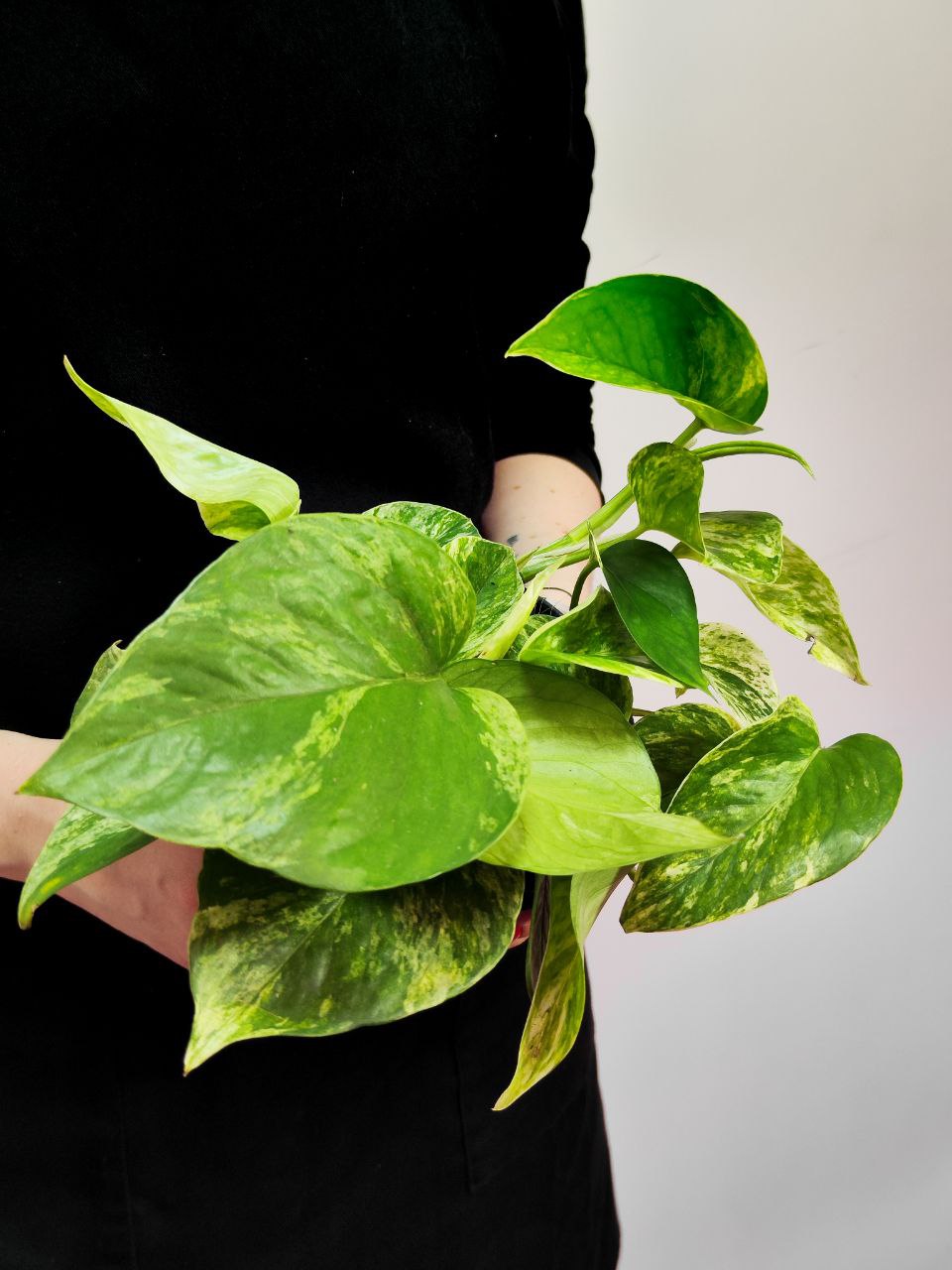 Эпипремнум Марбл Квин (Epipremnum Marble Queen) D12см