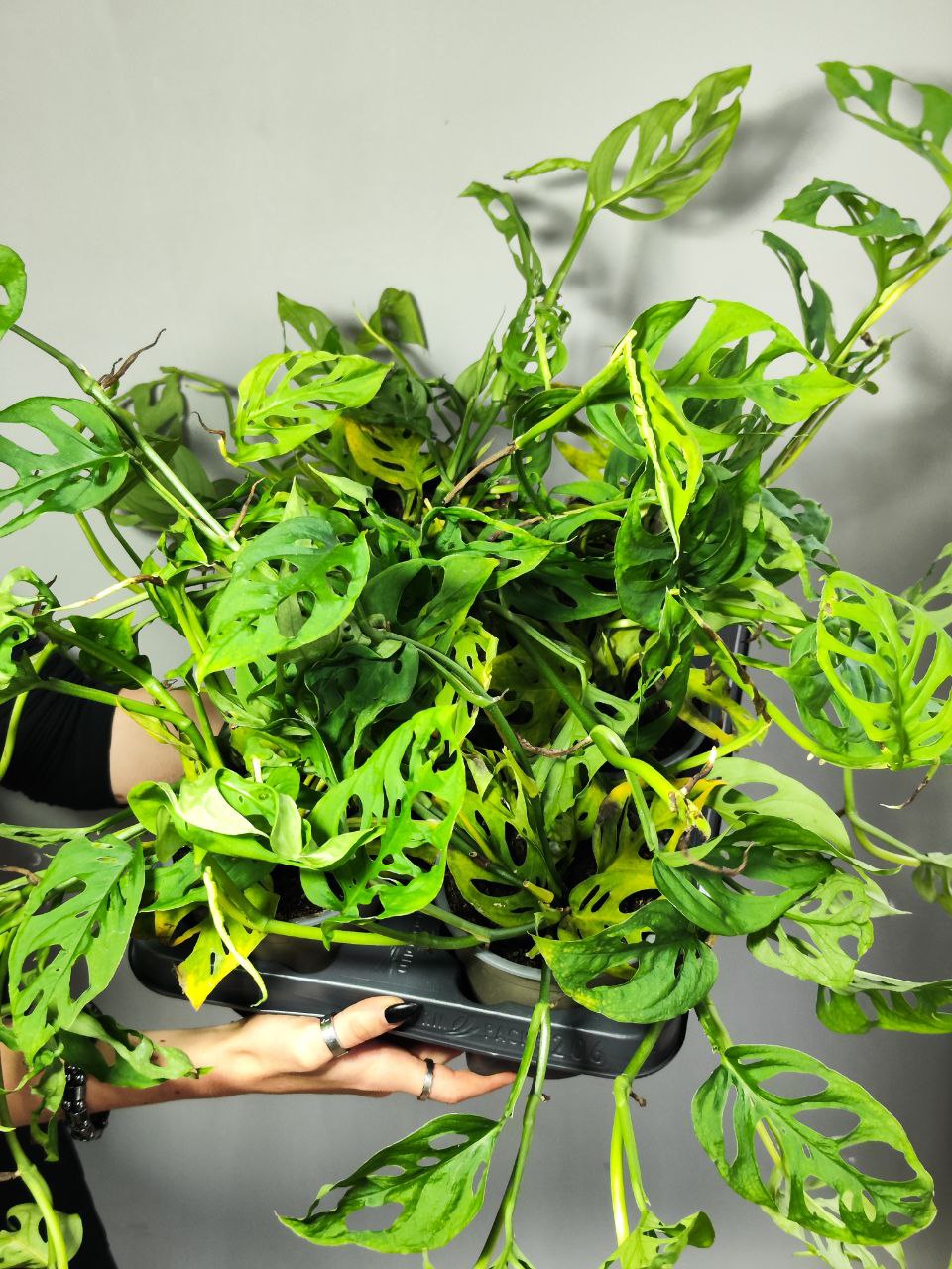 Монстера Акумината (Monstera Acuminata) D12см