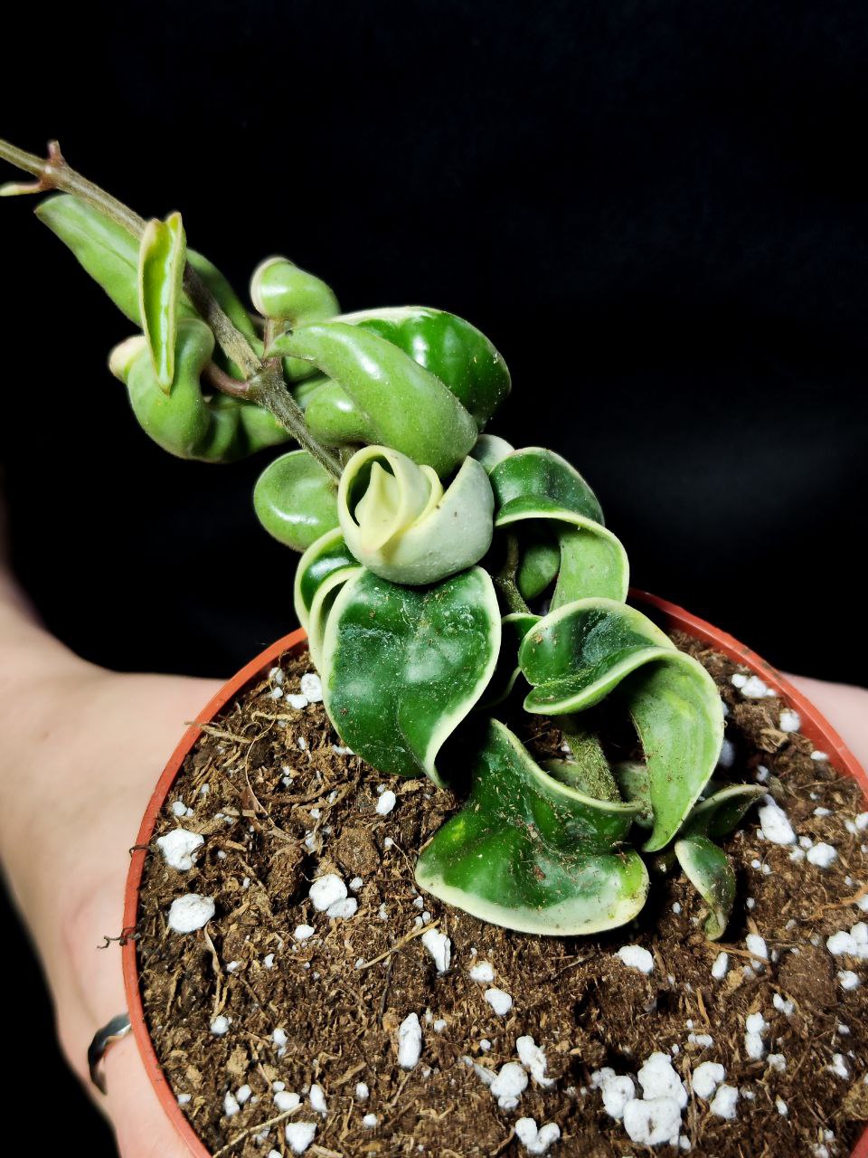 Хойя Компакта Вариегатная  (Hoya Carnosa Compacta Variegata) D10см