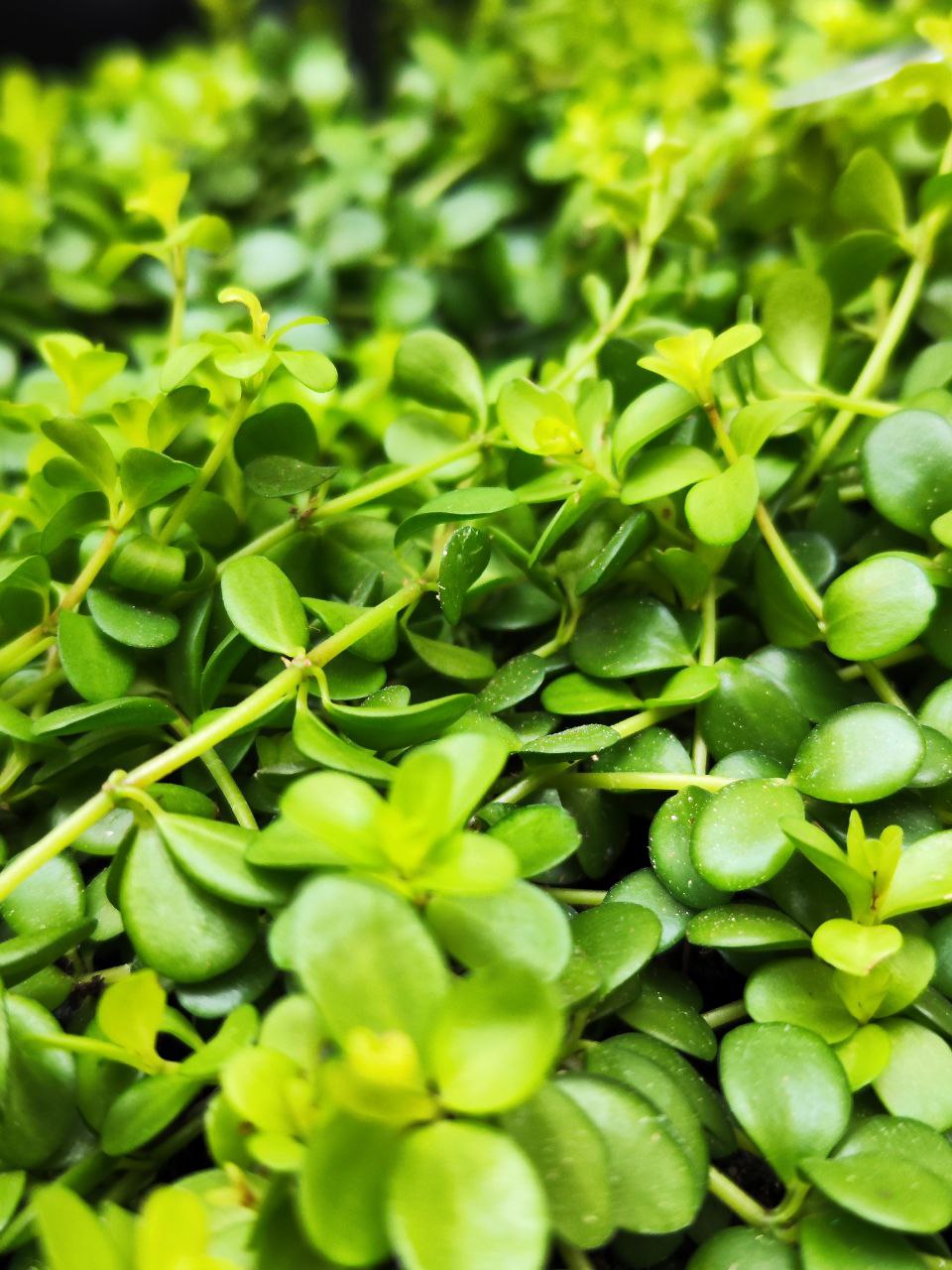 Пеперомия Деппеана (Peperomia Deppeana) D11см