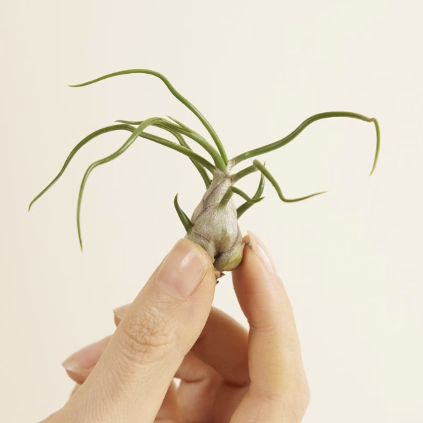 Тилландсия Бульбовидная Мини (Tillandsia Bulbosa Mini)