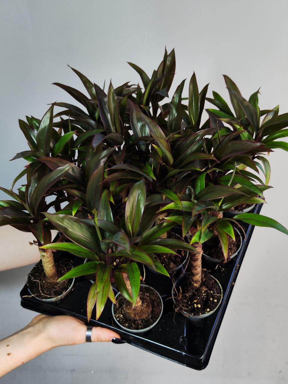 Пальма Кордилина Фрутикоза Пурпл Компакта (Cordyline Fruticosa Purple Сompacta) D6см