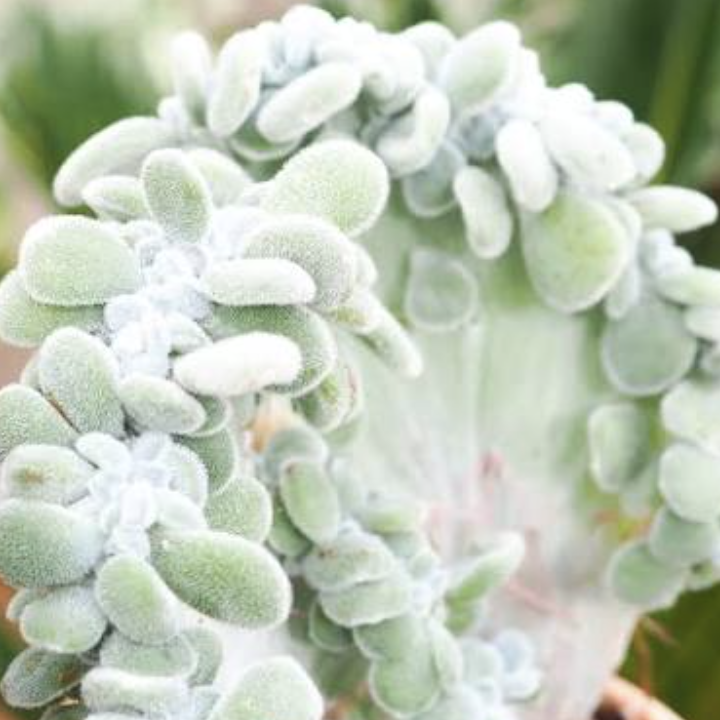 Эхеверия Пульвината Фрости Кристата (Echeveria Pulvinata Frosty Cristata) D5см