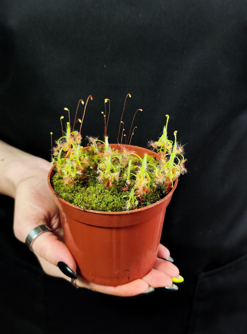 Росянка Скорпион (Drosera Scorpioides) D9см