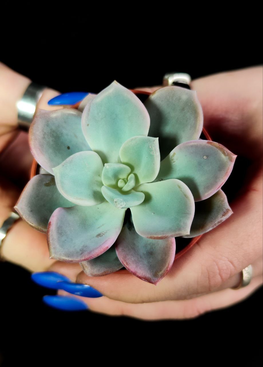 Эхеверия Орпет (Echeveria Orpet) D5см