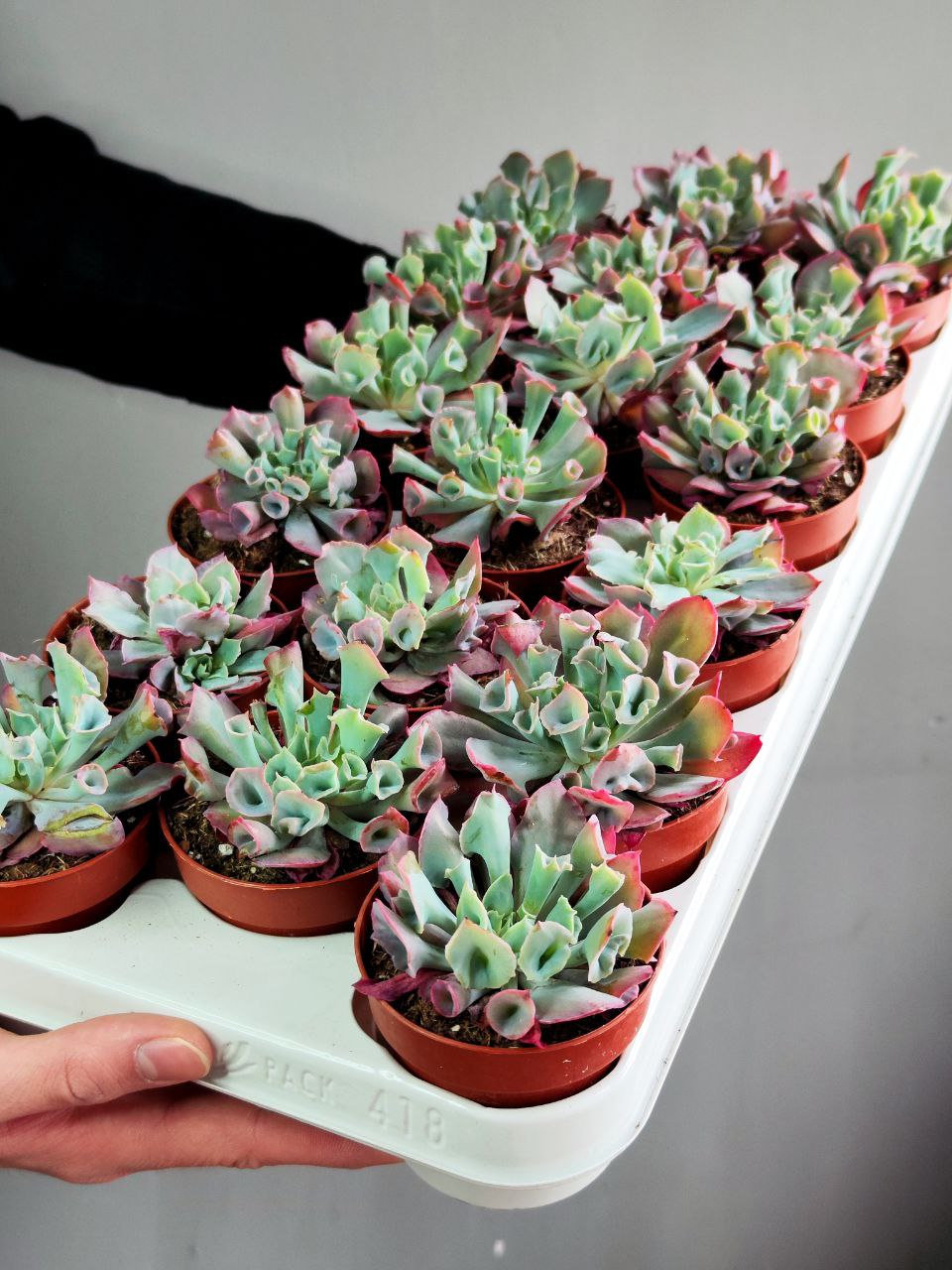 Эхеверия Трампет Пинки (Echeveria Trumpet Pinky) D8,5см