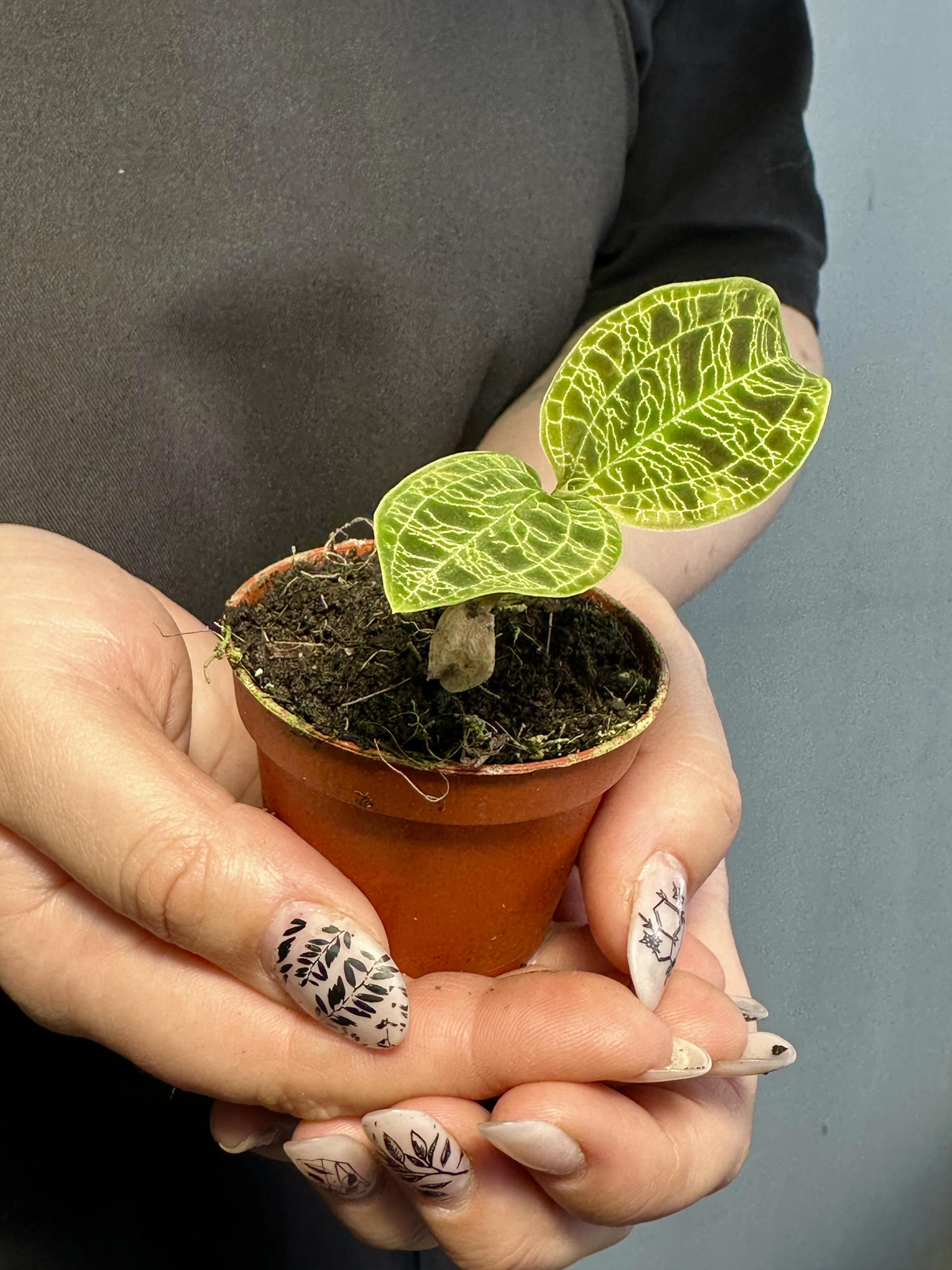Орхидея Макодес Питола (Macodes Petola) D6см