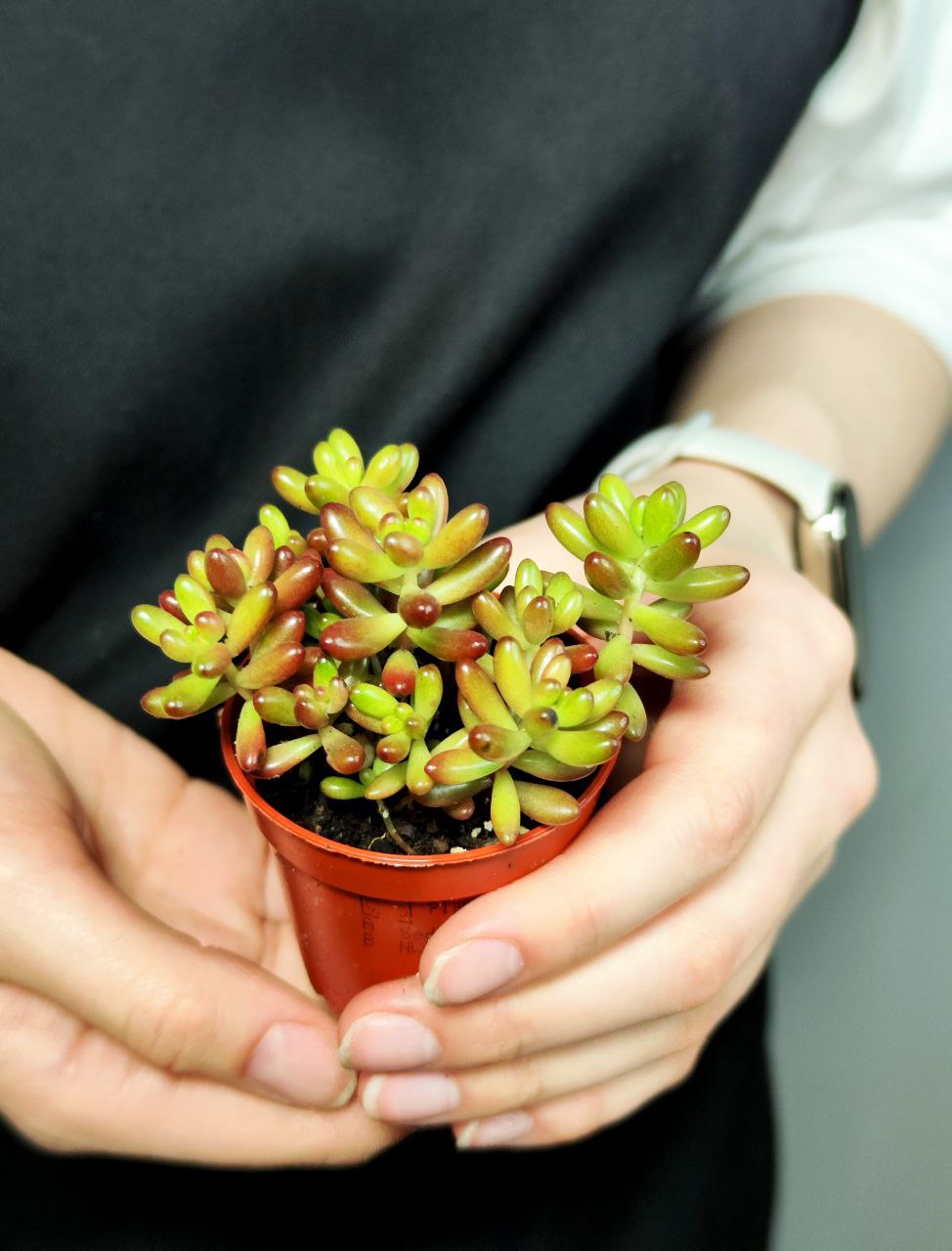 Седум Рубротинктум Аврора (Sedum Rubrotinctum Aurora) D5см