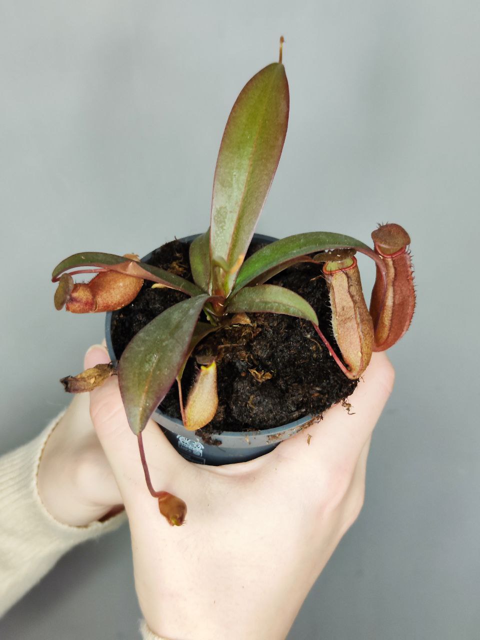 Непентес Сангвинея (Nepenthes Sanguinea) D9см