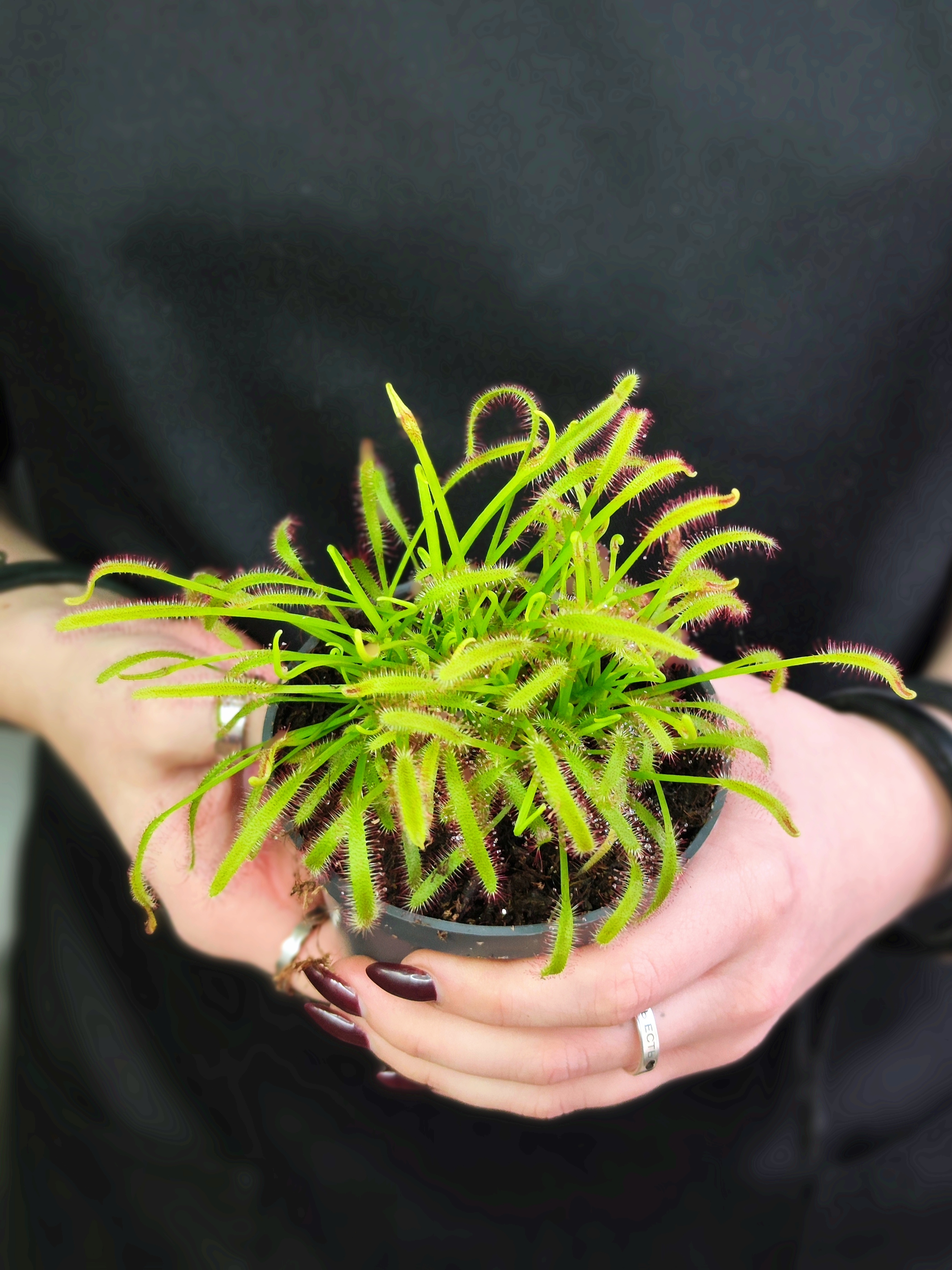 Росянка Капская (Drosera Capensis) D9см