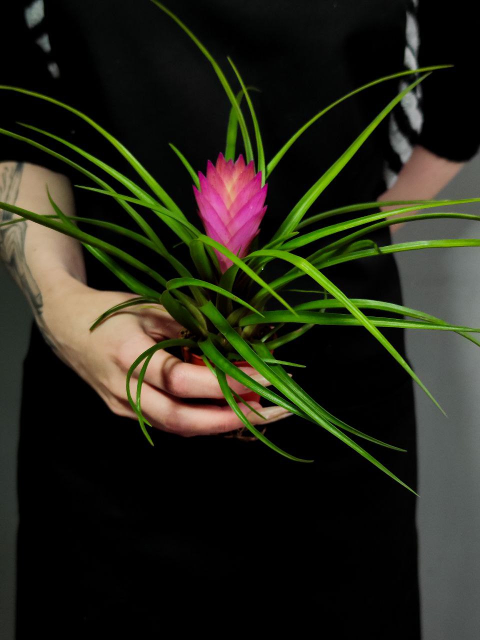 Тилландсия Синяя (Wallisia Cyanea) D7см