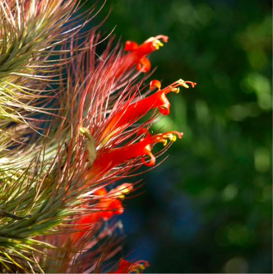 Тилландсия Фанкиана Груп (Tillandsia Funckiana Group)