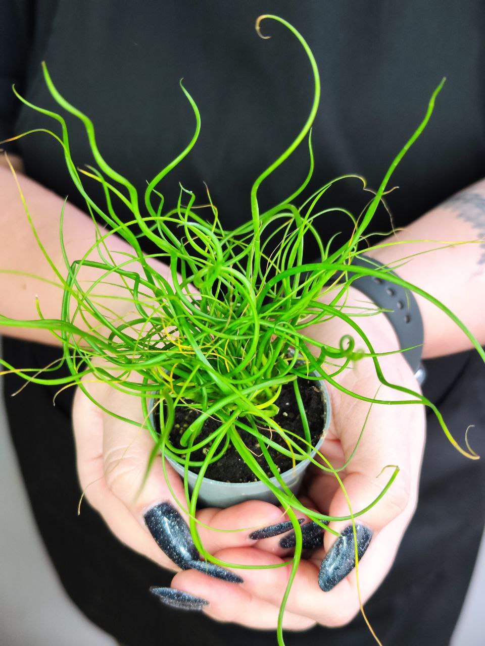 Джункус Спиралис, или Ситник (Juncus Spiralis) D6см
