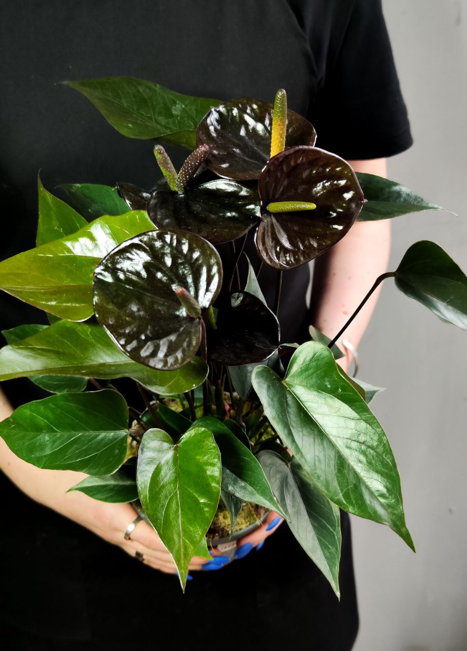 Антуриум Блэк Лав, или Черная Любовь (Anthurium Аndraeanum Black Love) D12см