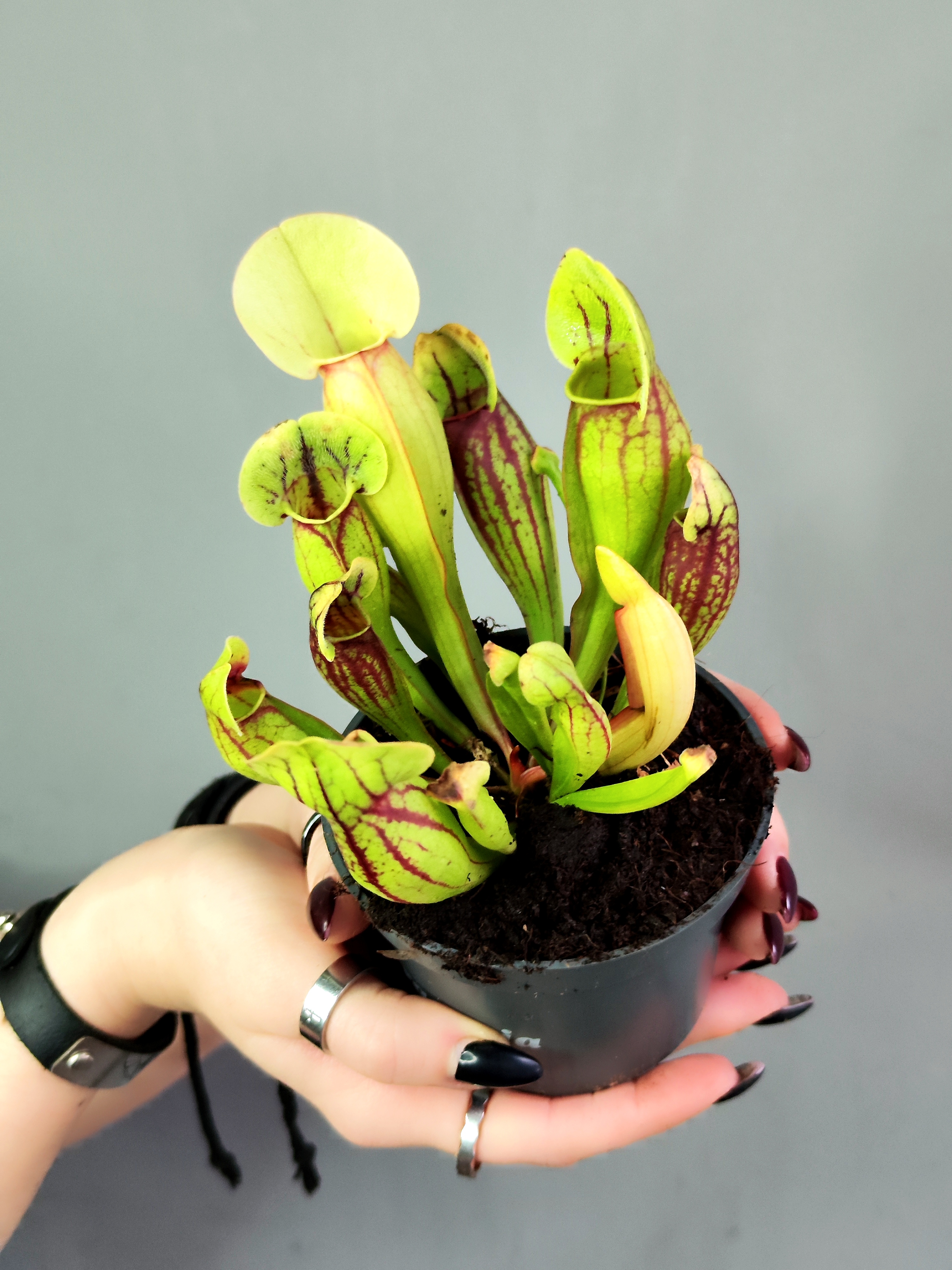 Саррацения Дракула (Sarracenia Dracula) D9см