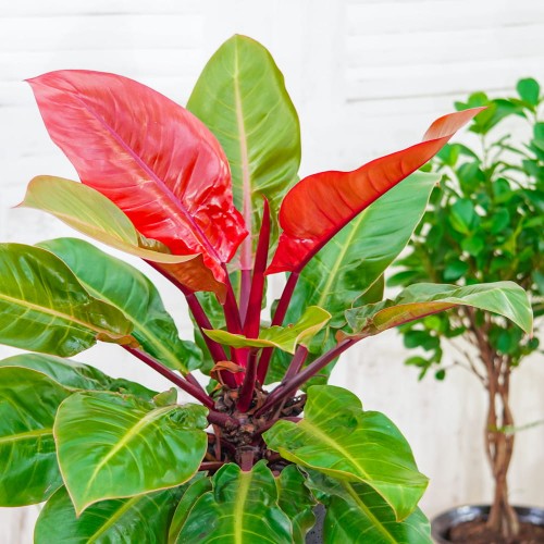 Филодендрон Ред Сан (Philodendron Red Sun) D12см