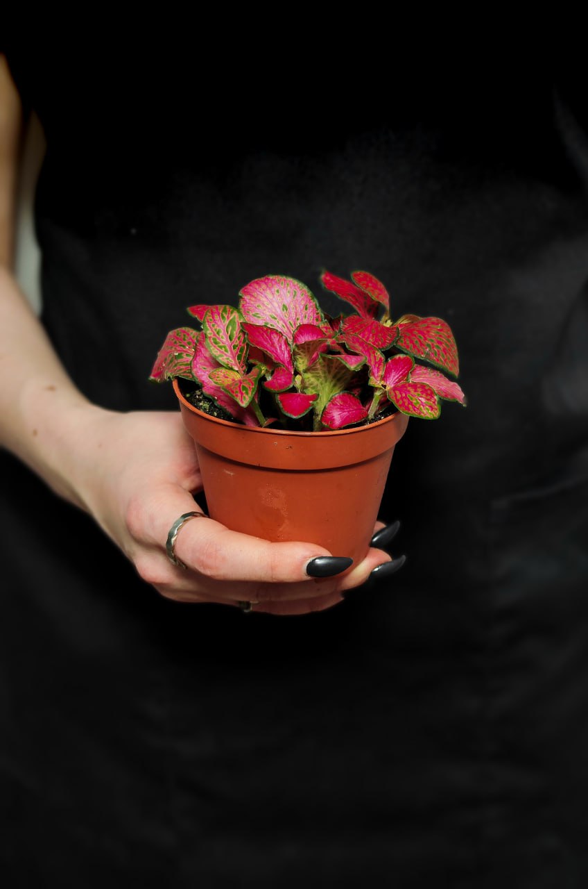 Фиттония Форест Флейм (Fittonia Forest Flame) D8,5см