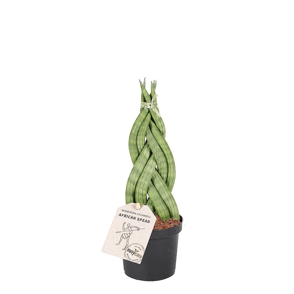 Сансевиерия Цилиндрическая Коса (Sansevieria Сylindrica Braid) D6см