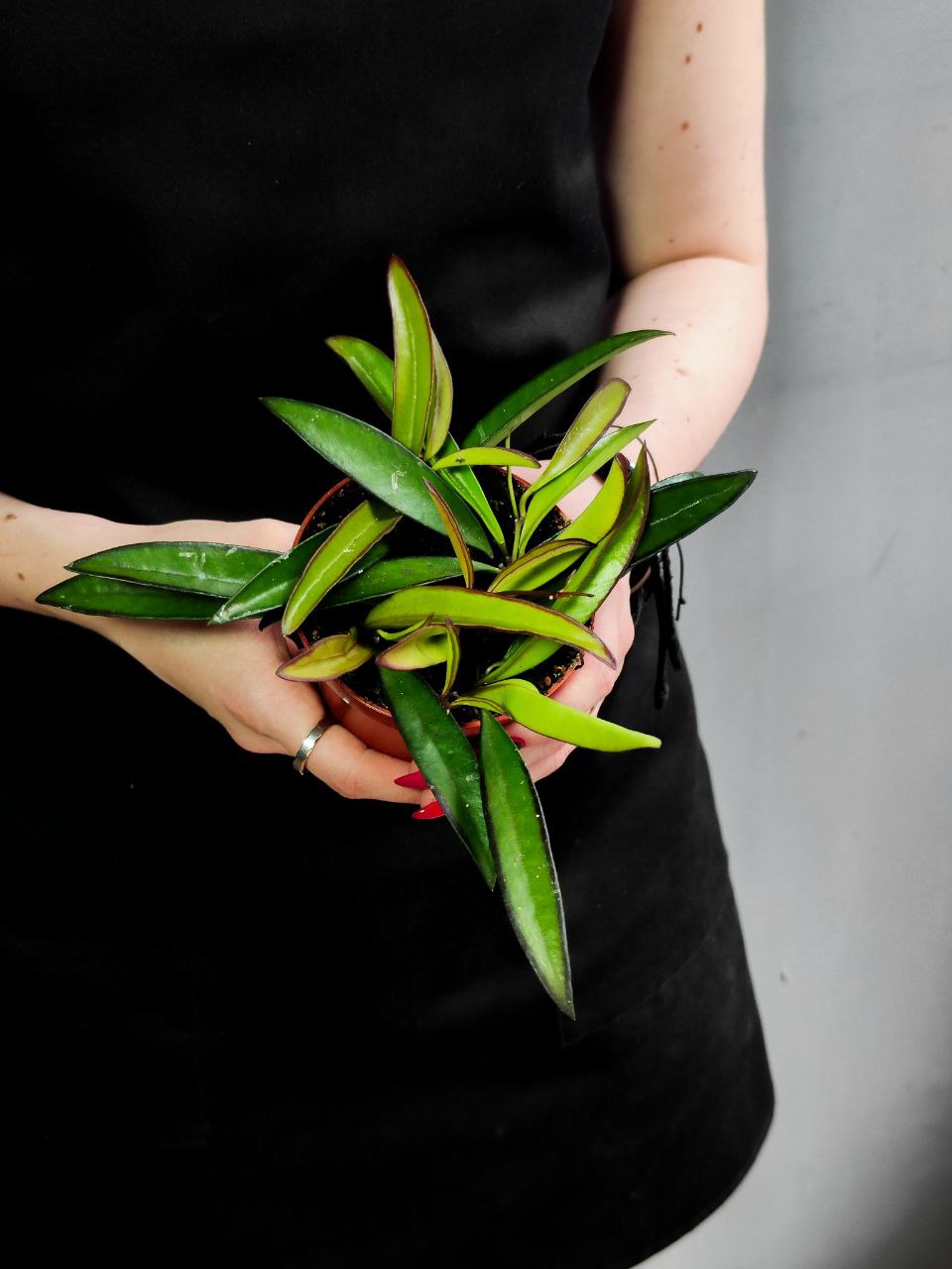 Хойя Вайети Грин (Hoya Wayetii Green) D9см