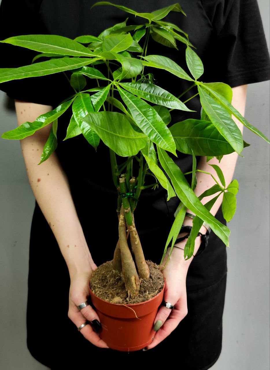 Пахира Акватика, Скрученный Стебель (Pachira Aquatica Twisted Stem) D12см