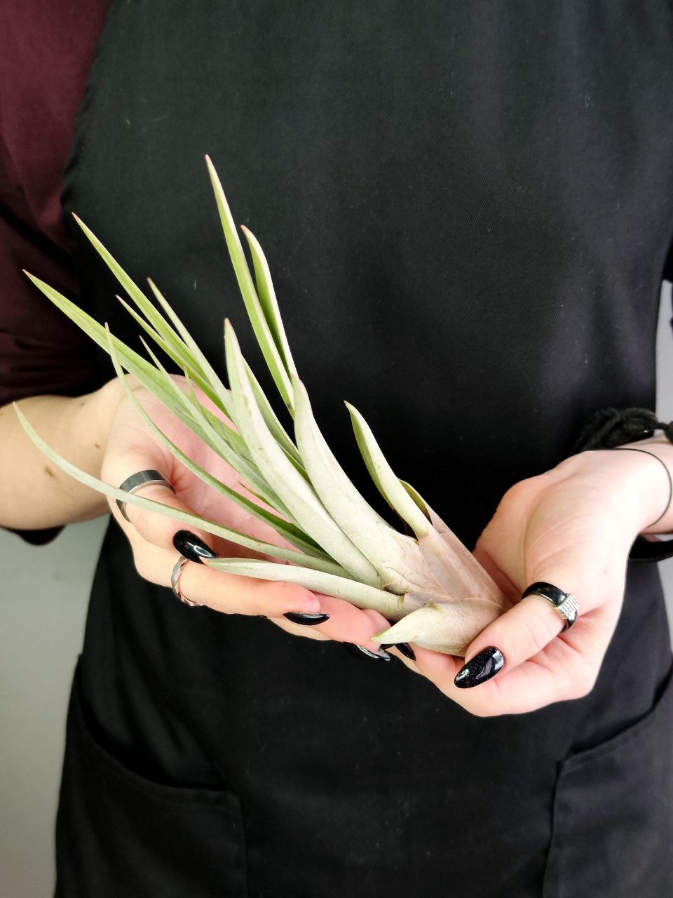 Тилландсия Фасцикулята XL (Tillandsia Fasciculata)