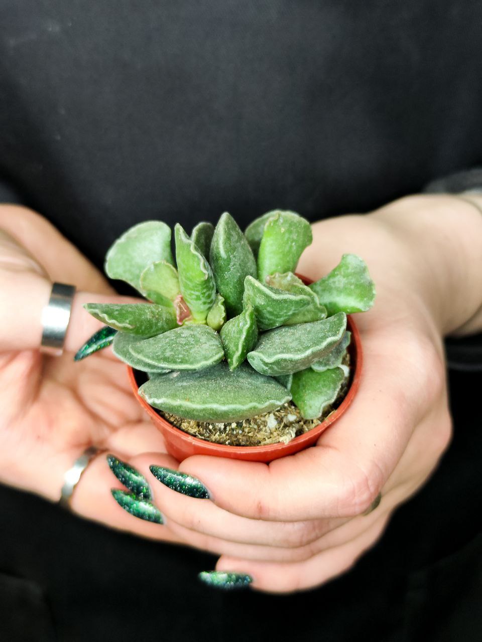 Адромискус Купера (Adromischus Cooperii) D5см
