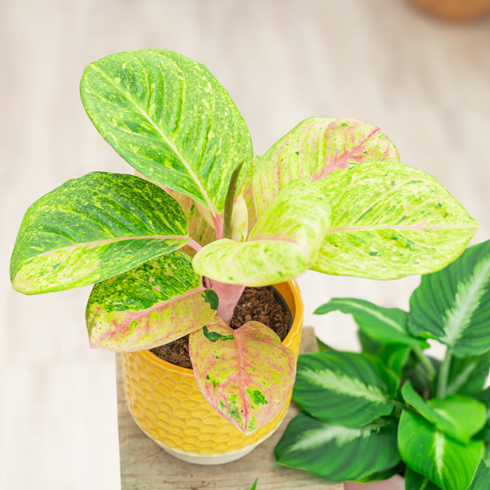 Аглаонема Эпл Фэнтези (Aglaonema Apple Fantasy) D12см