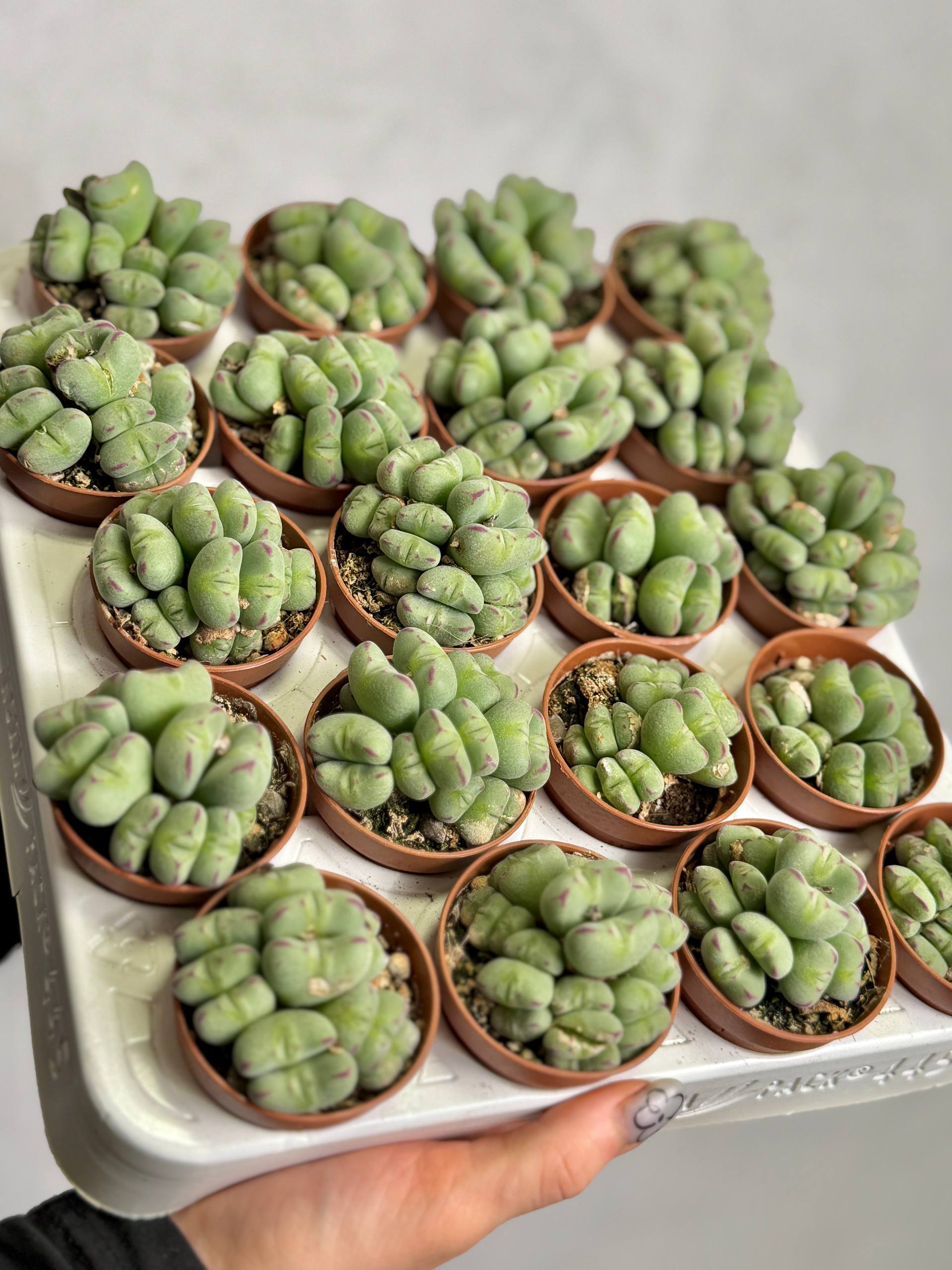 Конофитум Мейера (Conophytum Meyeri) D5см