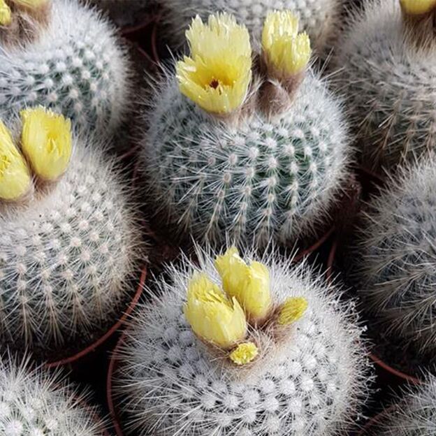 Нотокактус Метельчатый (Notocactus Scopa) D5см