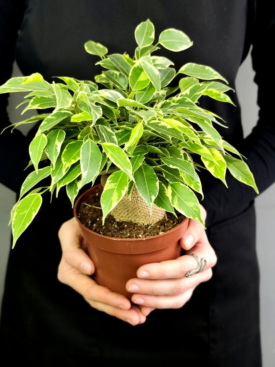 Фикус Бенджамина Кинки в джуте (Ficus Be Kinky Jute Stam) D12см