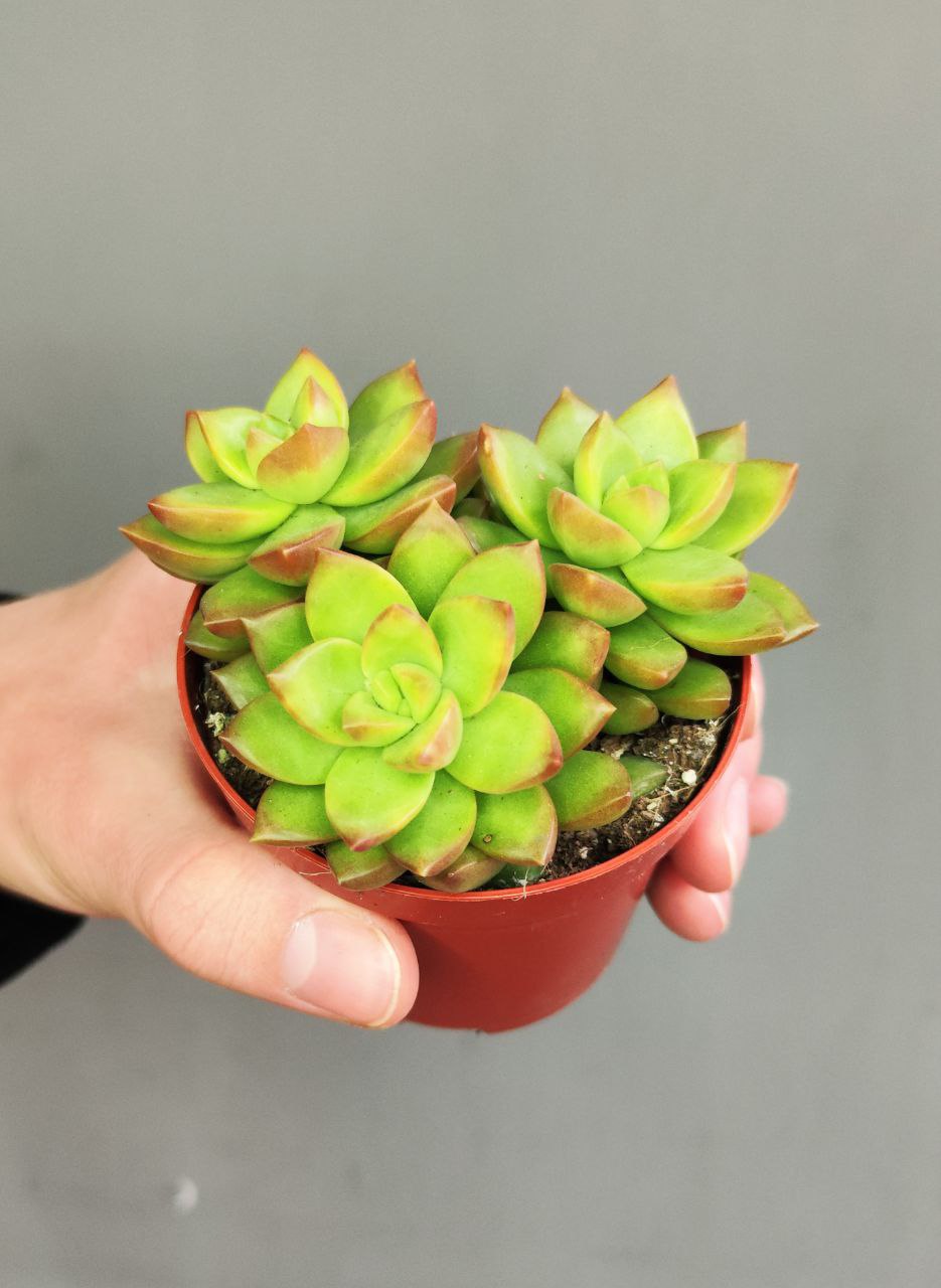 Седум Нуссбаумера (Sedum Nussbaumerianum) D8см