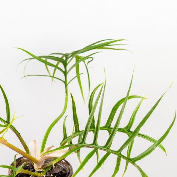 Филодендрон Элеганс Тортум (Philodendron Tortum) D11см