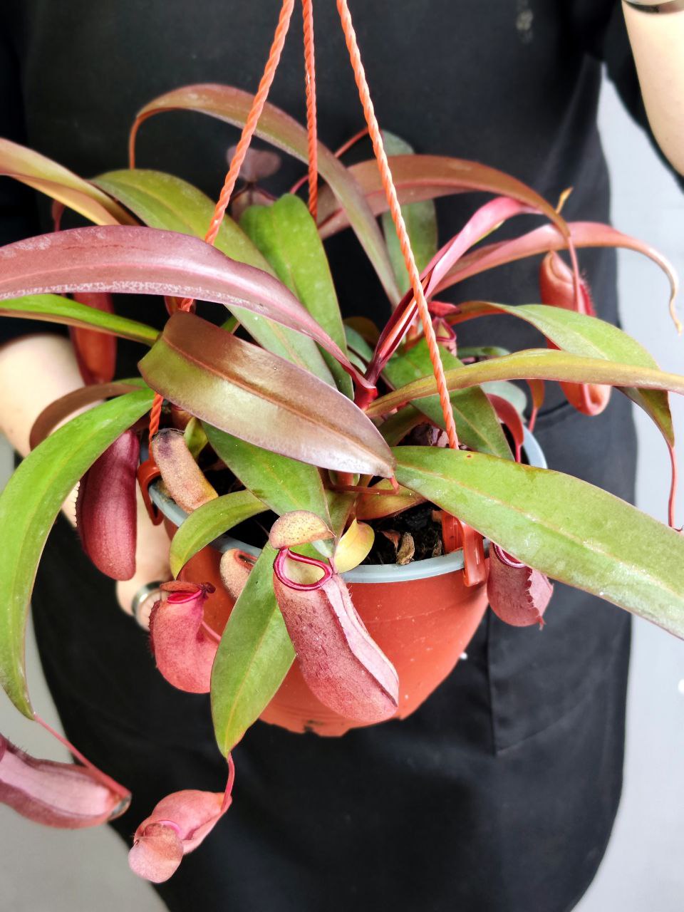 Непентес Сангвинея (Nepenthes Sanguinea) D14см в подвесном кашпо
