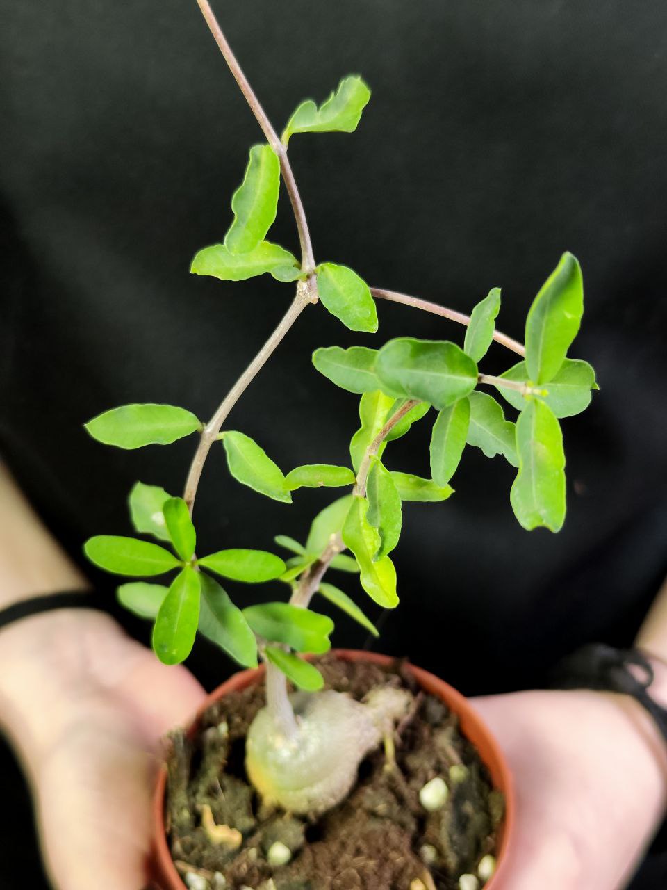 Фокея Эдулис (Fockea Edulis) D8,5см