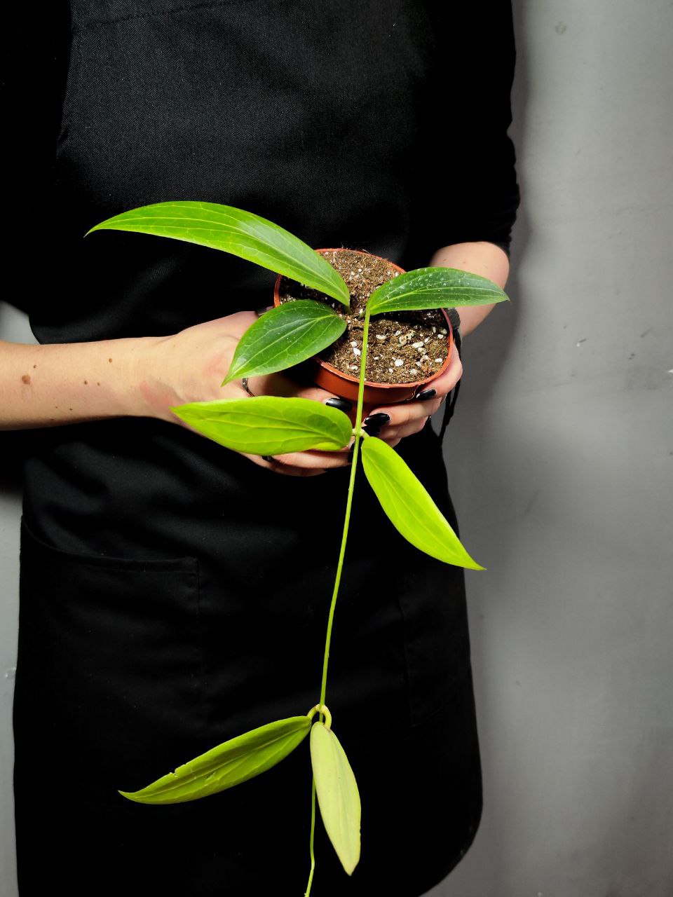 Хойя Солгимиана (Hoya Soligamiana) D10см