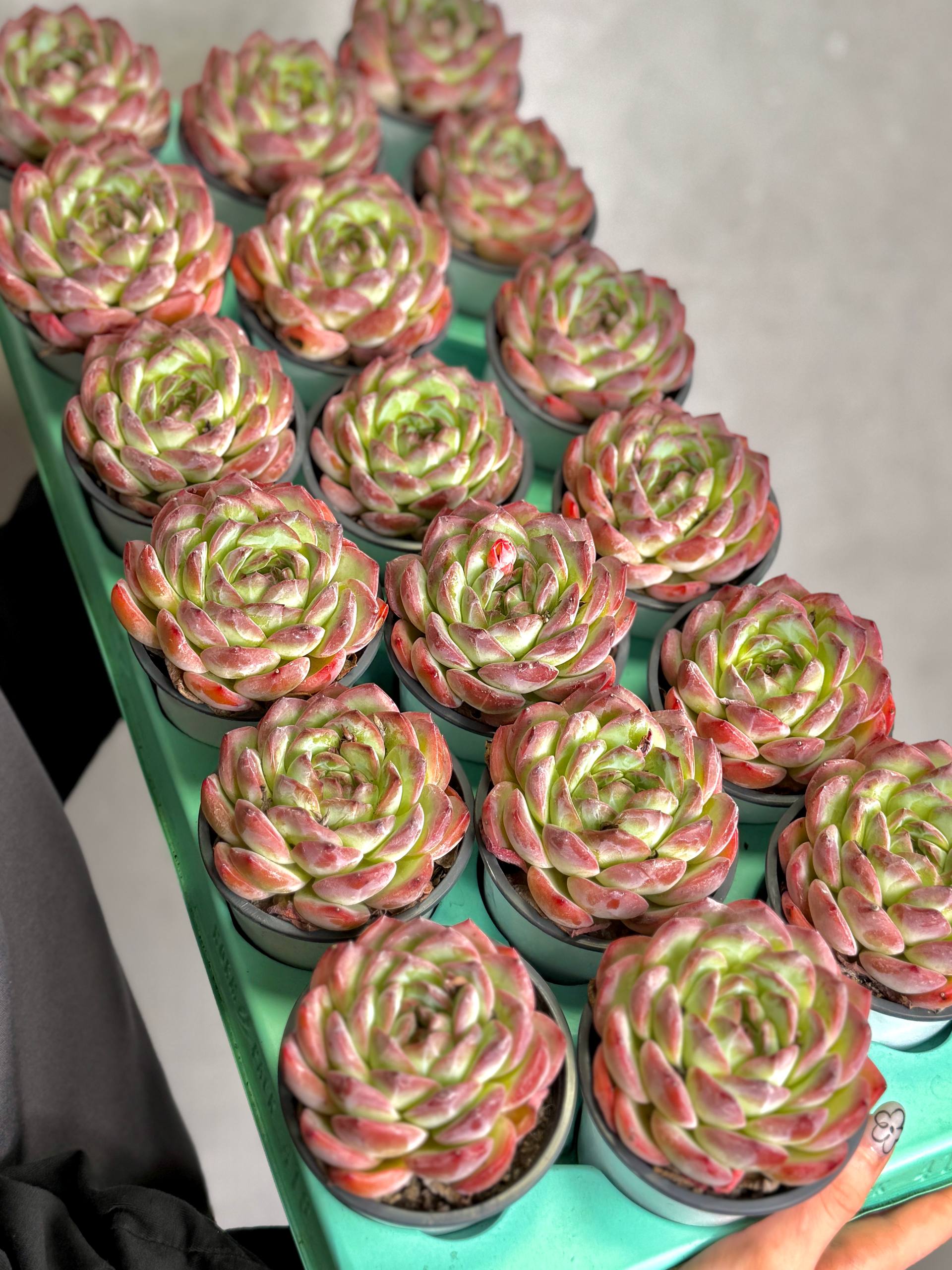 Эхеверия Строберри Алмонд (Echeveria Strawberry Almond) D9см