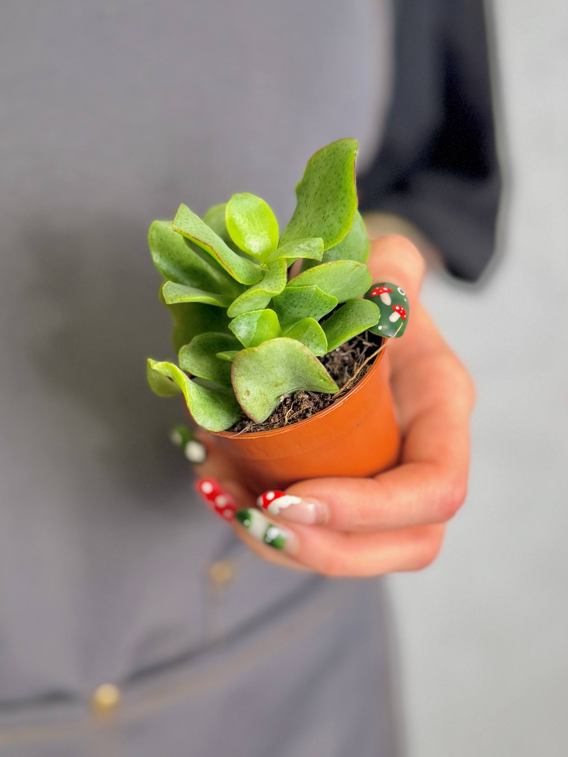 Крассула Арборесценс (Crassula Arborescens) D5см