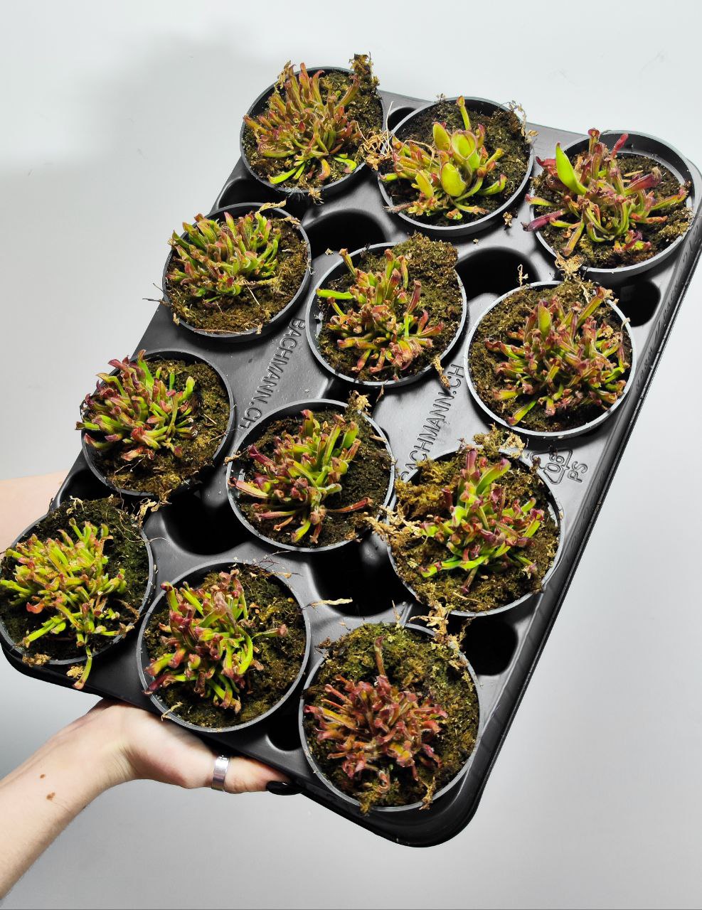 Гелиамфора Мини Грин (Heliamphora Heterodoxa x Minor) D9см
