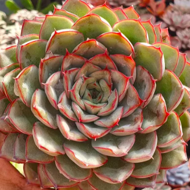 Эхеверия Шира (Echeveria Shira) D5см