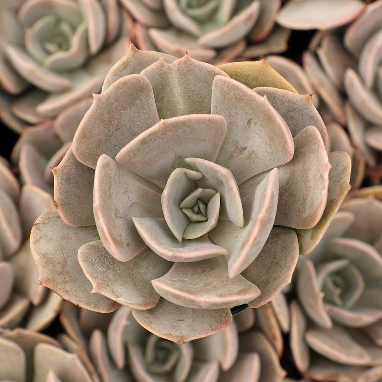 Эхеверия Поллюкс (Echeveria Pollux) D5см