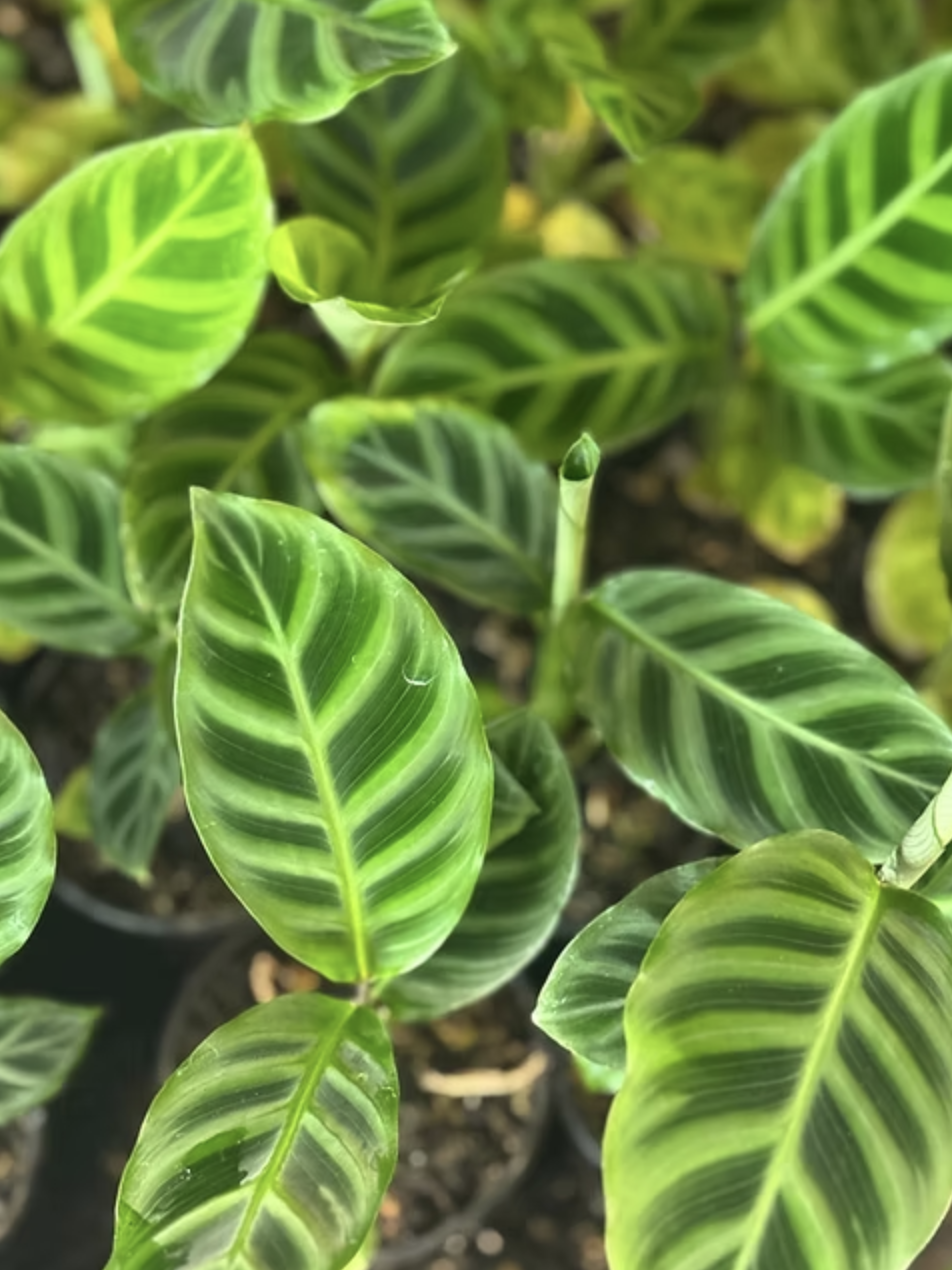 Калатея Зебрина (Calathea Zebrina) D7см
