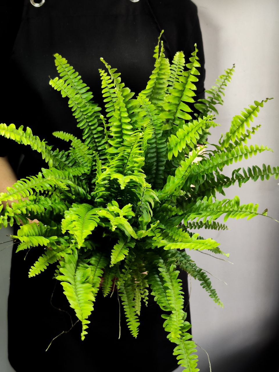Нефролепис Грин Леди (Nephrolepis Green Lady) D12см