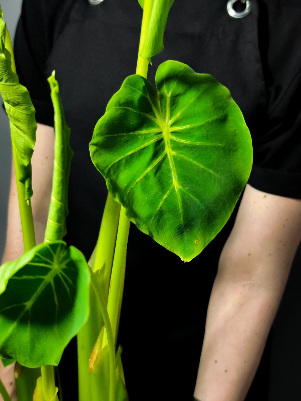 Колоказия Маска Фараона Красная (Colocasia Flocolegy) D21см (КЛУБНИ)