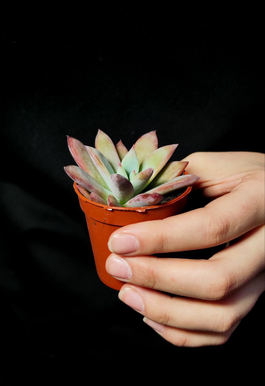 Эхеверия Колората Брандта (Echeveria Colorata Brandtii) D5см