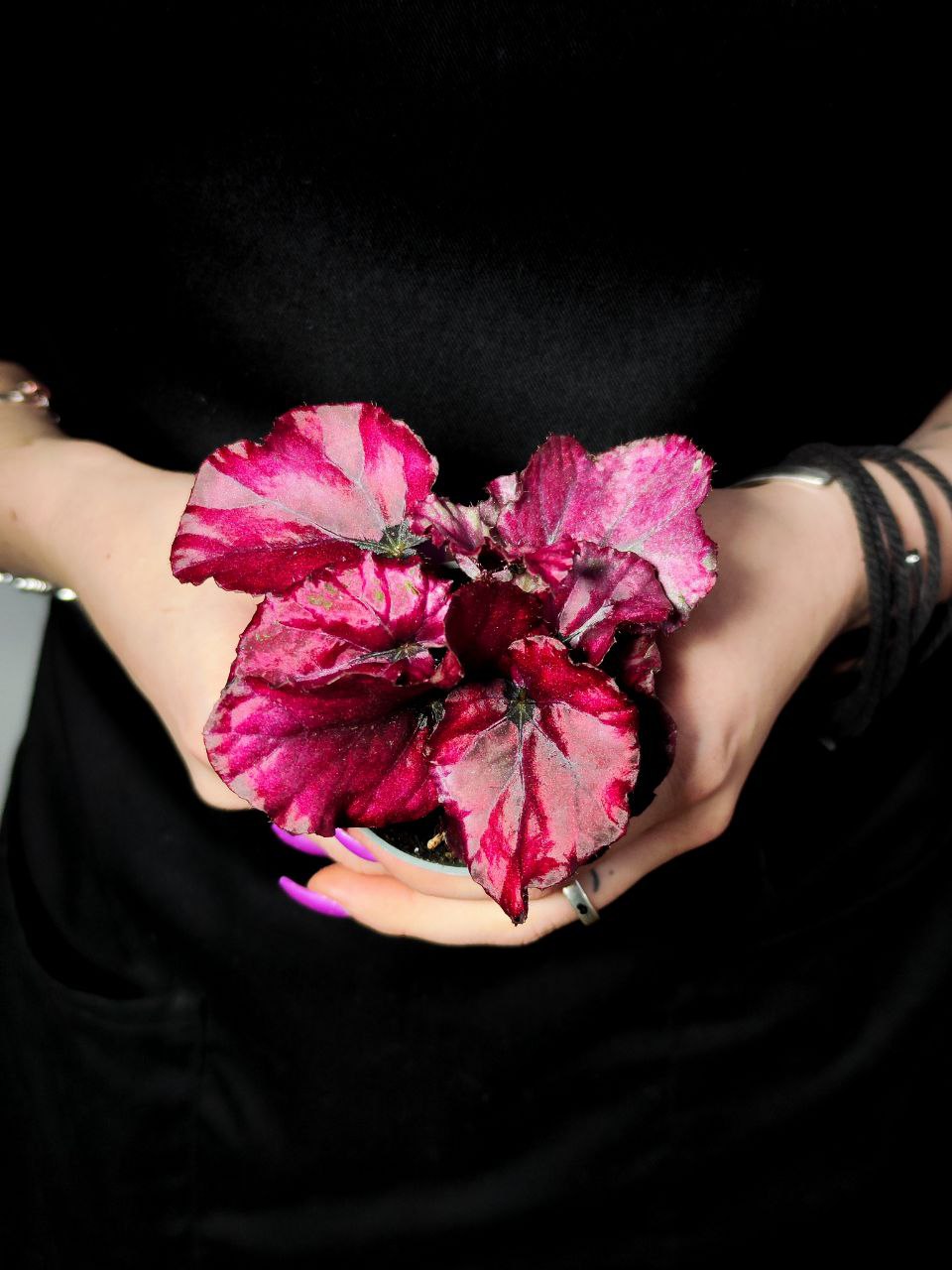 Бегония Красная (Begonia Red) D6см