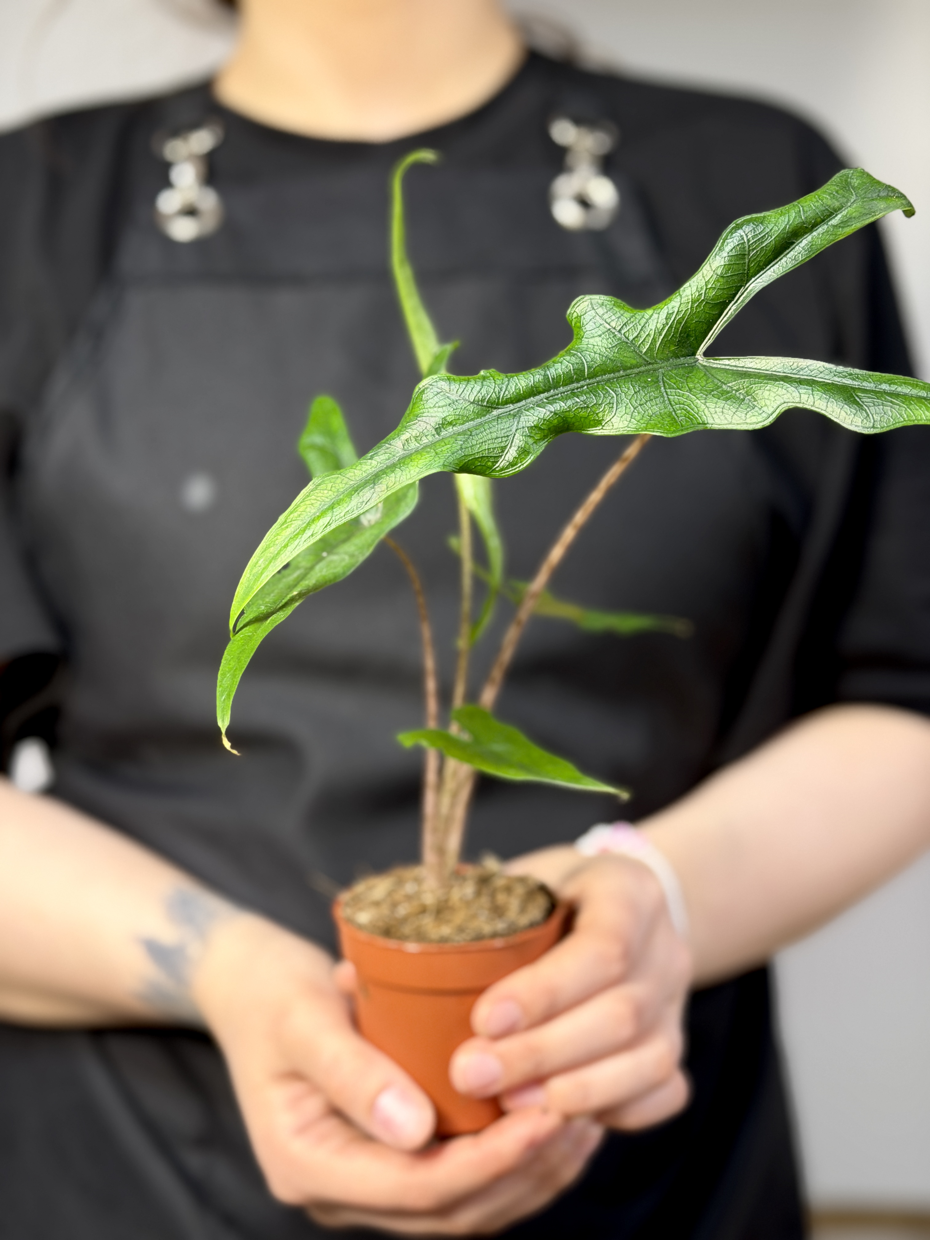 Алоказия Сабрина Нэрроу (Alocasia Sabrina Narrow) D6см