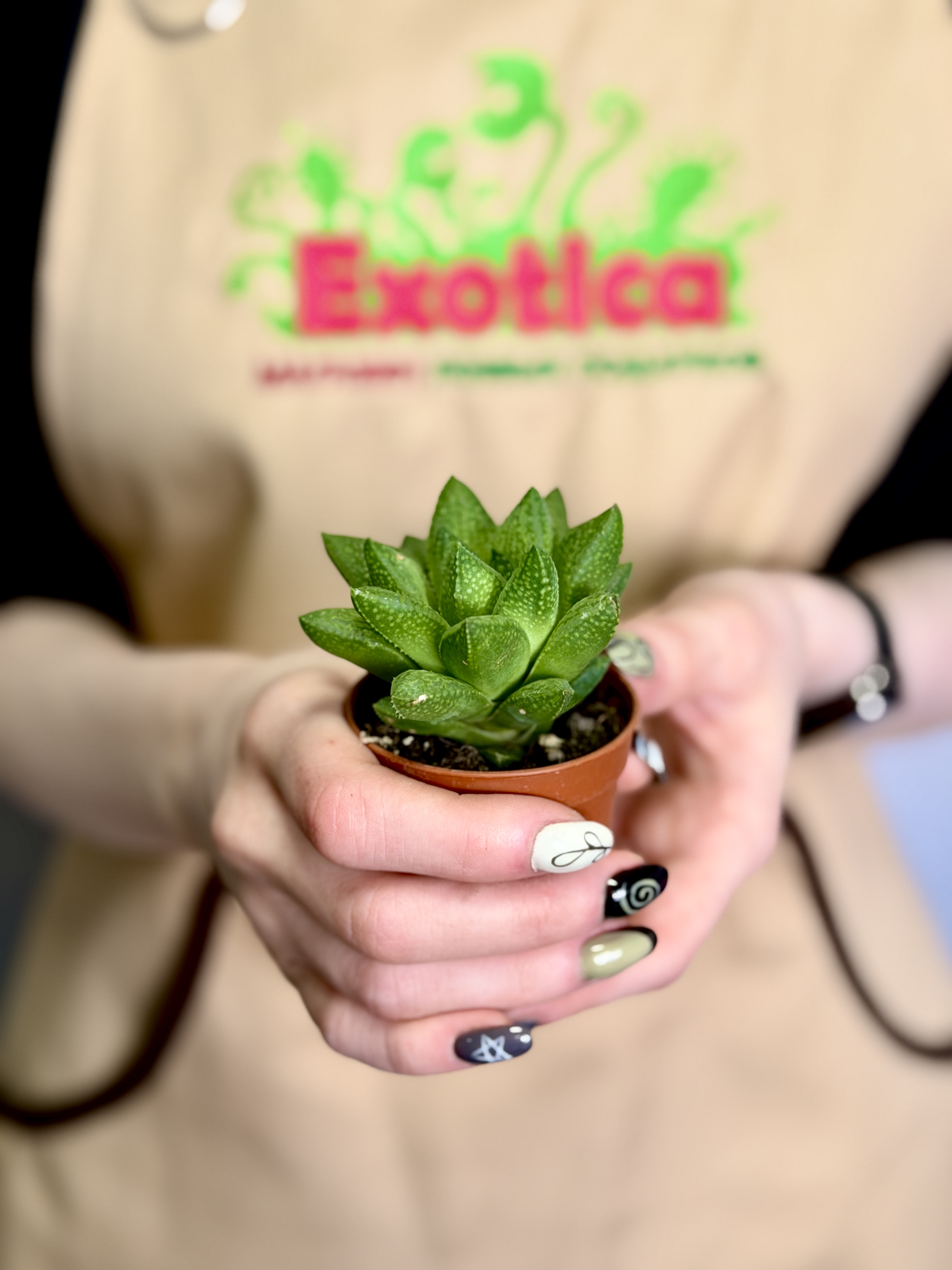 Хавортия Тургида (Haworthia Turgida) D5см