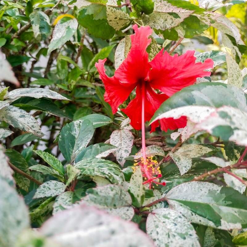 Гибискус Вариегатный (Hibiscus Rosa-Sinensis Variegata) D6см